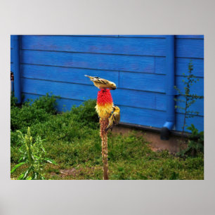 Poster Finch alimentando