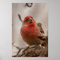 Finch da Casa Vermelha