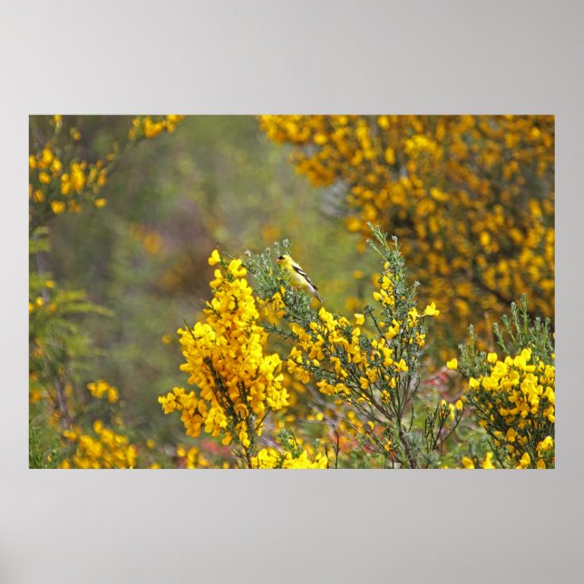 Poster Finch Dourada e Flores Amarelas (Frente)