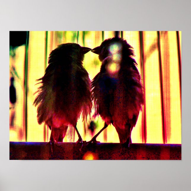 Poster Finch Love (Frente)