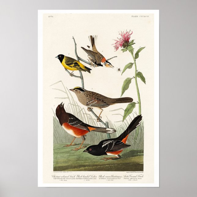 Poster Finch, Siskin, Bunting by Audubon (Frente)