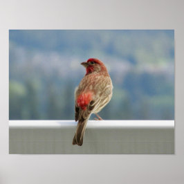 Poster Finch Vermelho Verificando a Vista.