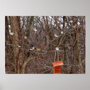 Poster Finches Amarelos na Fotografia do Missouri