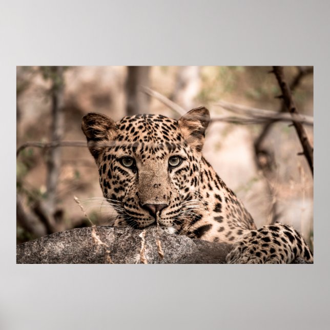 Poster Fine art image of male leopard or panther portrait (Frente)