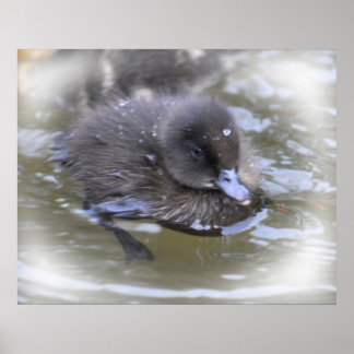 Pôster Fine Art Print: Black Duckling