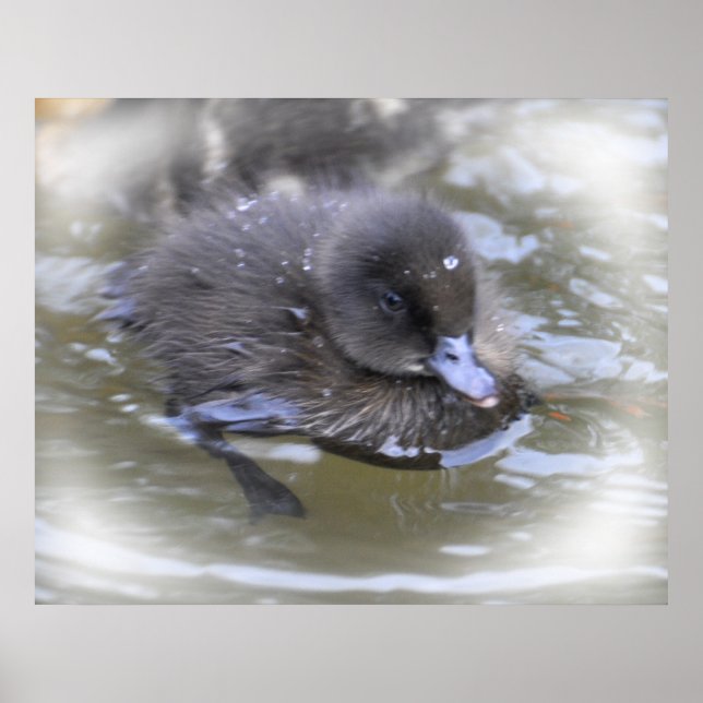 Pôster Fine Art Print: Black Duckling (Frente)
