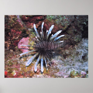 Poster Fins Rejeitados