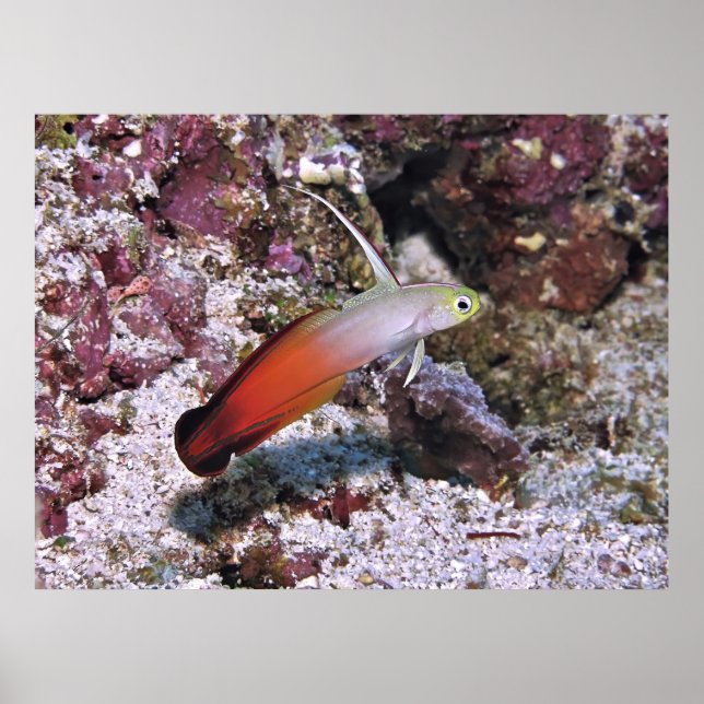 Poster Fire Dart Goby (Frente)
