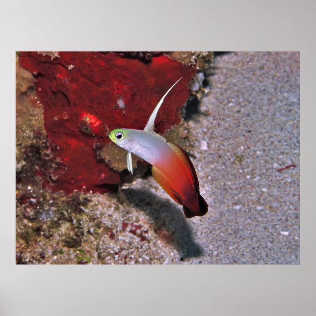 Poster Fire Dartfish (Frente)
