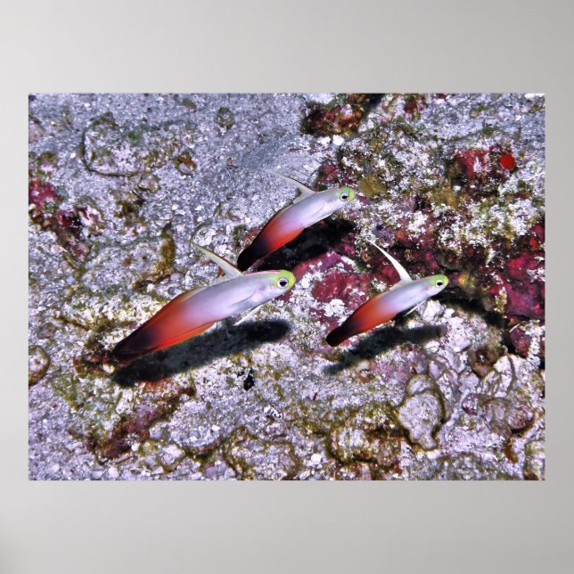 Poster Fire Goby Trio (Frente)