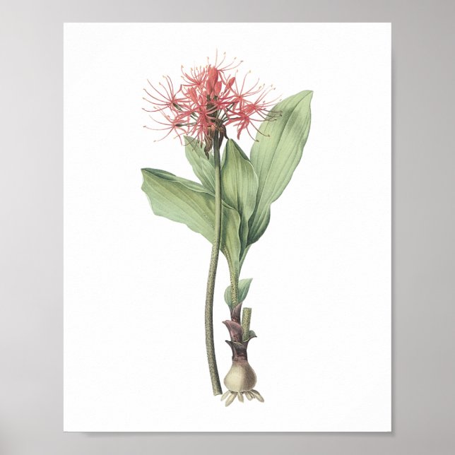 Poster fireball lily (Haemanthus multiflorus) por Redouté (Frente)