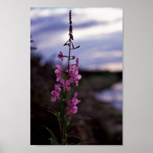 Pôster Fireweed