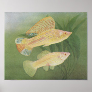 Pôster Fish - Albino Mollies - Poecilia latipinna P/folio