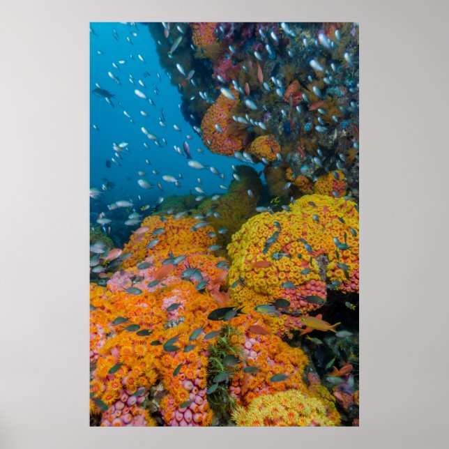 Poster Fish Among Coral Reef (Frente)