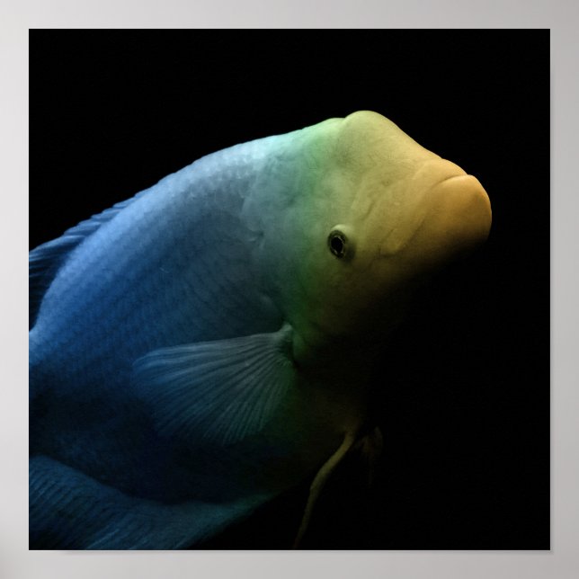 Poster Fish in Tank - Art Photograph (Frente)