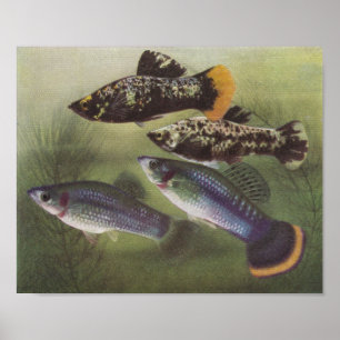 Pôster Fish - Mollies - Poecilia sphenops