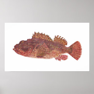 Pôster Fish - Red Rock Cod - Scorpaena cardinalis
