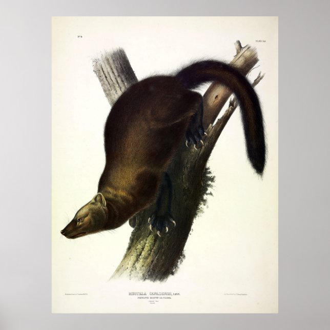 Poster Fisher (Penant's Marten ou Cat Fisher) por Audubon (Frente)