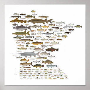 Poster Fishes de Minnesota