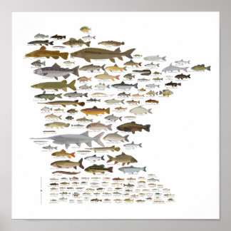 Poster Fishes de Minnesota