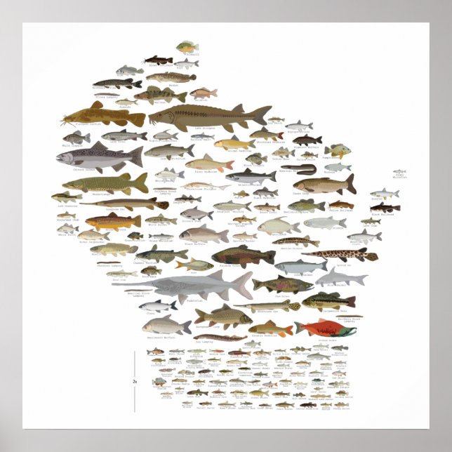 Poster Fishes de Wisconsin (Frente)