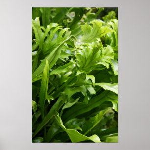 Pôster Fishtail Fern