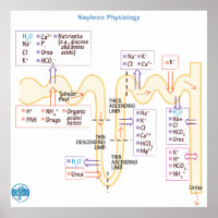Fisiologia do Nephron