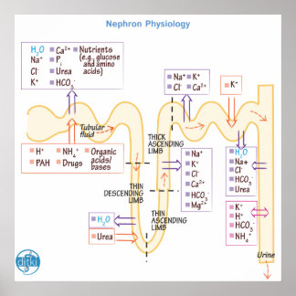 Poster Fisiologia do Nephron