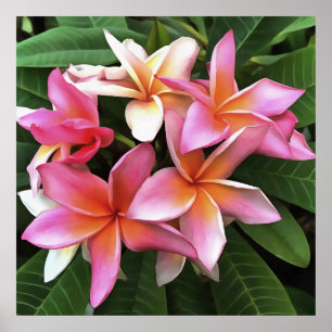 Poster Fita De Frangipani Rosa Pálido