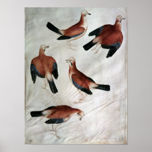 Pôster Five Jays, from the Vallardi Album