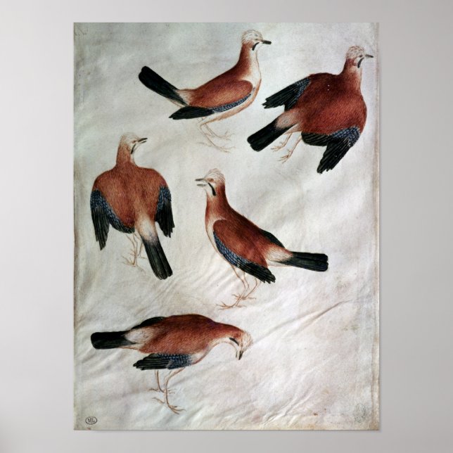 Pôster Five Jays, from the Vallardi Album (Frente)