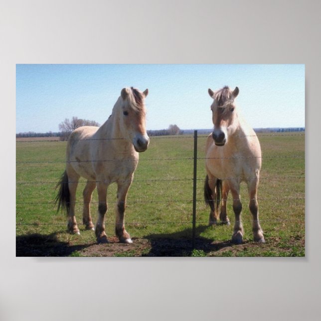 Pôster Fjords Noruegueses (Frente)