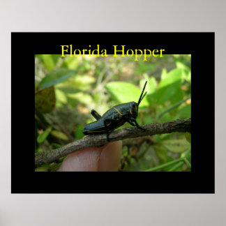 Poster FL Hopper