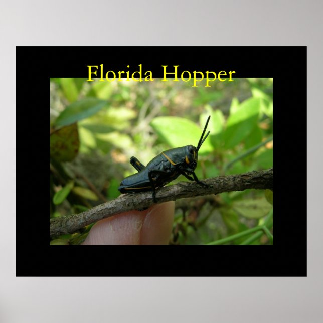 Poster FL Hopper (Frente)