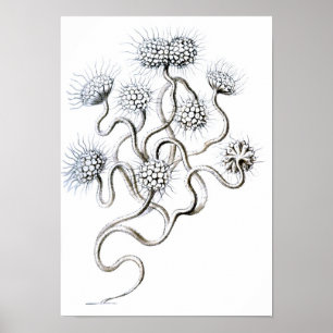 Pôster Flagellata, belas artes de Ernst Haeckel