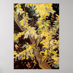 Pôster Flagrante Acacia Branches Vincent van Gogh.