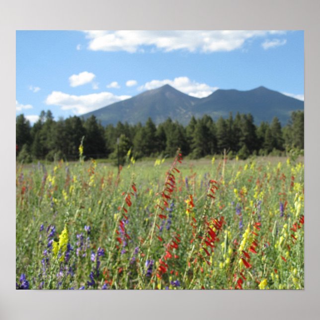 Pôster Flagstaff wilflower (Frente)