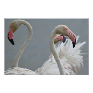 Pôster flamants roses