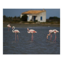 Flamants roses en Camargue