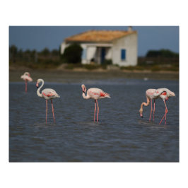 Pôster Flamants roses en Camargue