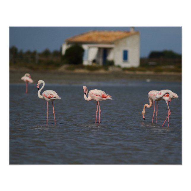 Pôster Flamants roses en Camargue (Frente)