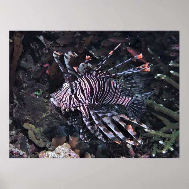 Poster Flambouyant Lionfish (Frente)