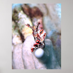 Poster Flambouyant Nudi