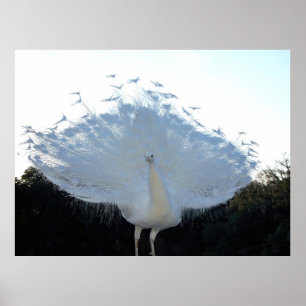 Poster Flamboyant Albino Peacock