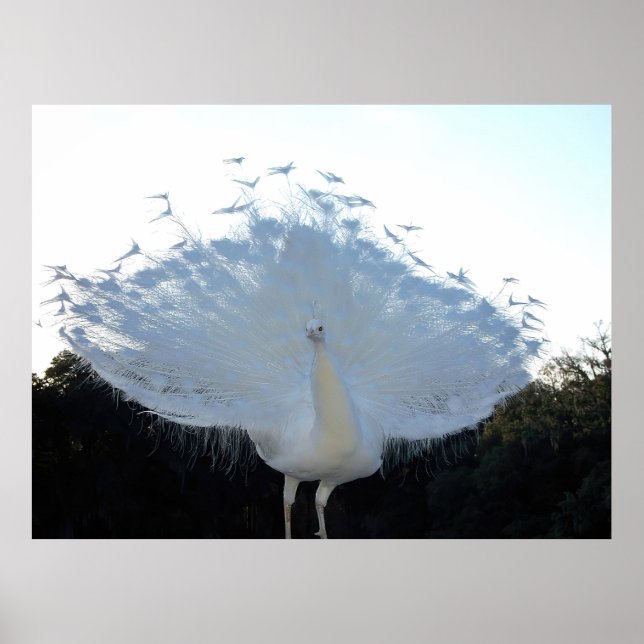 Poster Flamboyant Albino Peacock (Frente)