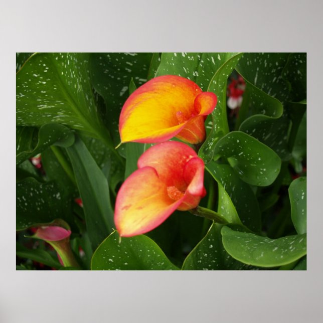 Pôster Flame Calla. (Frente)