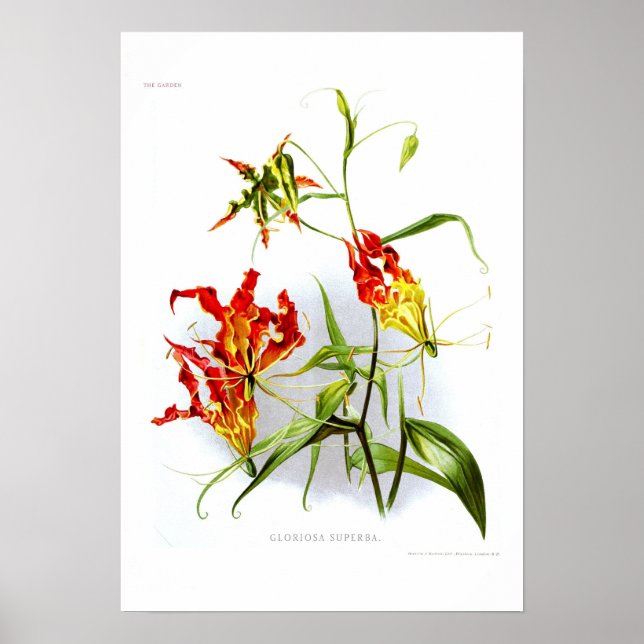 Poster Flame Lily (Gloriosa superba) (Frente)