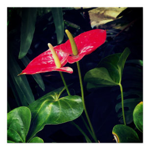 Pôster Flamingo