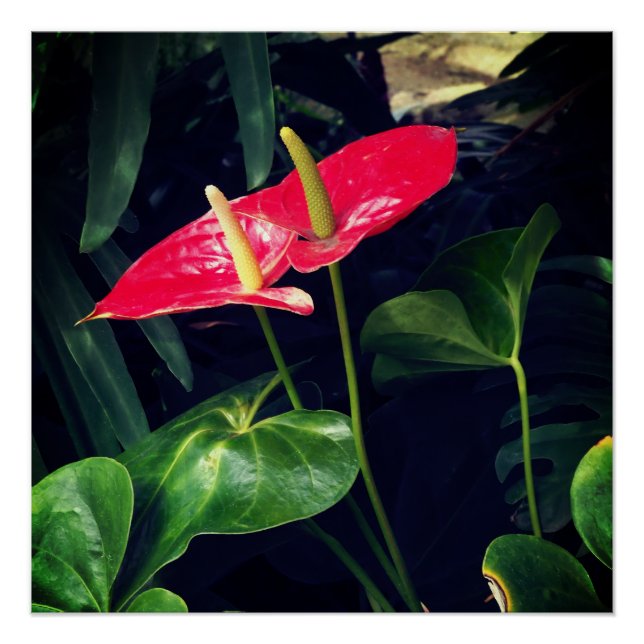 Pôster Flamingo (Frente)