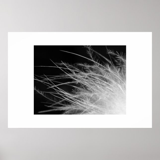 Pôster flamingo (Frente)